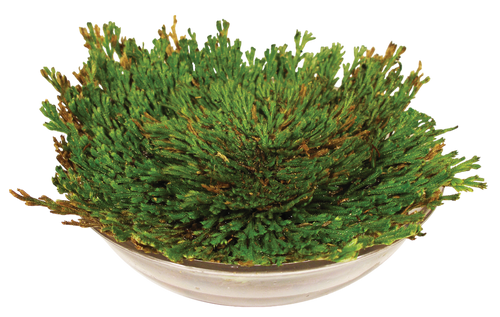 Dinosaur Plant -  Multipack of 3