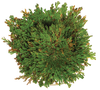 Resurrection Plant -  Multipack of 3