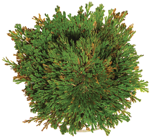 Resurrection Plant -  Multipack of 3
