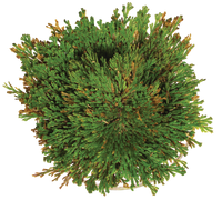 Dinosaur Plant -  Multipack of 3