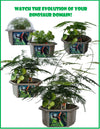 Dinosaur Domain Biosphere Terrarium
