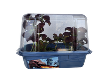 Dragons Den Mini World Terrarium