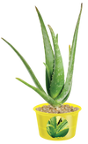 Eco Seed Sprouts Aunt Annie Aloe - Multipack of 5