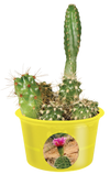 Eco Seed Sprouts Caring Carol Cactus - Multipack of 5