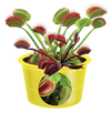 Eco Seed Sprouts 6 Variety Assortment Pack – 1 of Each