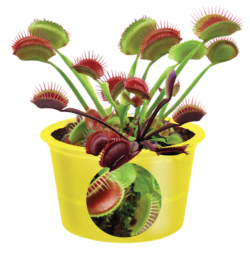 Eco Seed Sprouts 6 Variety Assortment Pack – 1 of Each