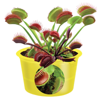 Eco Seed Sprouts Flytrap Ed - Multipack of 5