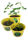 Eco Seed Sprouts 6 Variety Assortment Pack – 1 of Each