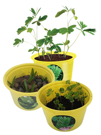 Eco Seed Sprouts 6 Variety Assortment Pack – 1 of Each