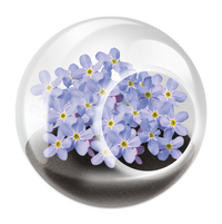 Flowering Tiny Terrariums Bundle - 1 each of 6 Varieties