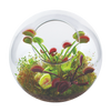 Flytrap Garden Glass Terrarium Seed Starting Kit