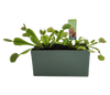 Venus Fly Trap Seed Square Terrarium
