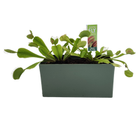 Venus Fly Trap Seed Square Terrarium