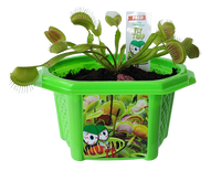 Fred 'The Ferocious' Flytrap Micro Dome Terrarium