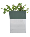 Venus Fly Trap Seed Square Terrarium