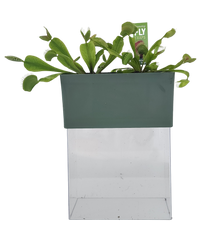 Venus Fly Trap Seed Square Terrarium