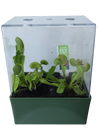 Venus Fly Trap Seed Square Terrarium