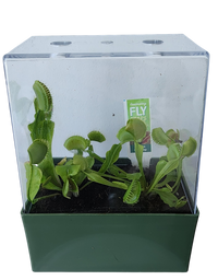 Venus Fly Trap Seed Square Terrarium