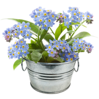 Flowering Tin Garden Variety Pack - 1 Each of 3 Varieties