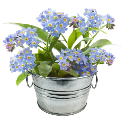Flowering Tin Garden Variety Pack - 1 Each of 3 Varieties