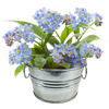 Lil' Bucket of Love - Grow Your Own Forget-Me-Nots Multipack of 3