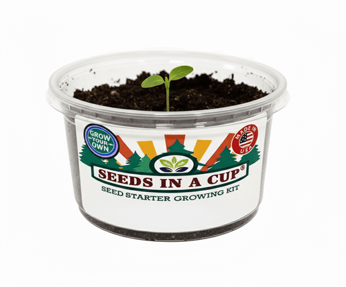 Cucumber Grow Kit | Grow Cucumber from Seed | Seeds In A Cup®