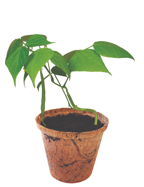 Green Bush Beans Plant-It-Starters - Multipack of 4