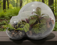 Carnivorous Growarium Meat-Eating Seed Terrarium Kit