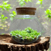 WaterPlants- Grow Lush Aquatic Plants from Seed! Thrives With Minimal Care