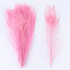 Premium Peacock Eye Feathers 10PC