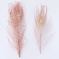 Premium Peacock Eye Feathers 10PC