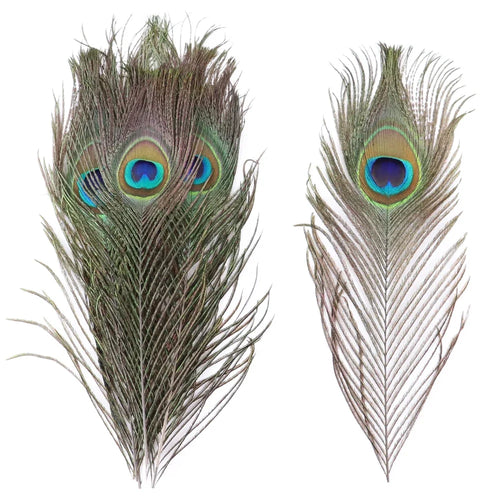 Premium Peacock Eye Feathers 10PC