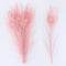 Shrimp Pink
