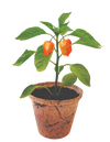 Hot Peppers Plant-It-Starters - Multipack of 4