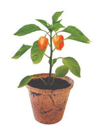 Hot Peppers Plant-It-Starters - Multipack of 4