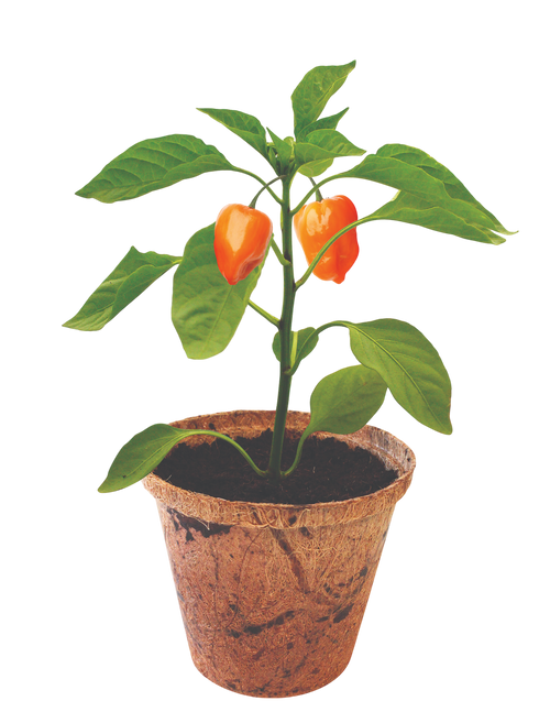 Hot Peppers Plant-It-Starters - Multipack of 4