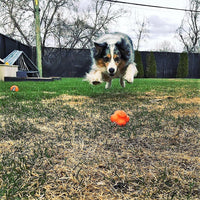 Crazy Bounce Rubber Dog Chew Toy for Power Chewers | Retrieving Ball | USA Made