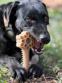 Honey Bone Dental Flower Tower - Indestructible Nylon Dog Chew Toy XL | USA