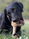 Honey Bone Dental Flower Tower - Indestructible Nylon Dog Chew Toy XL | USA