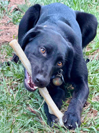 Durable Nylon Chew Stick for Power Chewers | Indestructible Dog Toy USA