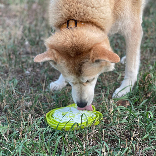 Water Frog eTray - Shallow Slow Feeder Dog Bowl for Enrichment | USA Made