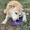 Water Frog eTray - Shallow Slow Feeder Dog Bowl for Enrichment | USA Made