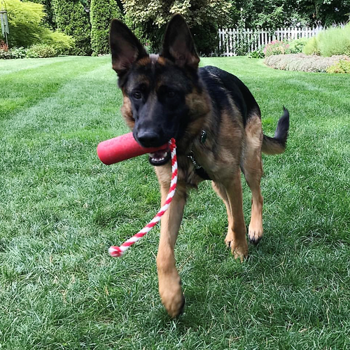 USA-K9 Firecracker Floating Training Dummy | K9 Handler Reward Toy | Red | USA Made