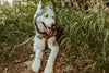 Step In Leather Dog Harness