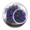 Flowering Tiny Terrariums Bundle - 1 each of 6 Varieties