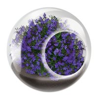 Flowering Tiny Terrariums Bundle - 1 each of 6 Varieties