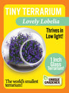 Flowering Tiny Terrariums Bundle - 1 each of 6 Varieties