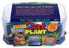 Crazy Cat Plant Mini World Terrarium