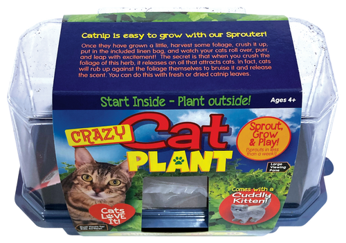 Crazy Cat Plant Mini World Terrarium