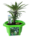 Matt 'The Mini Palm' Madagascar Micro Dome Terrarium